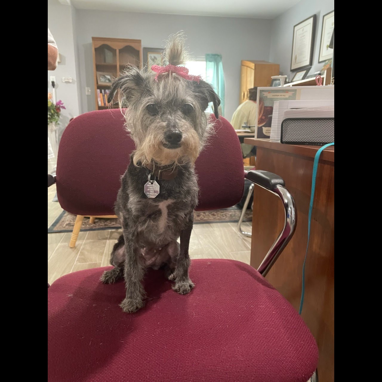 Photo 6 from Partners-4-Paws