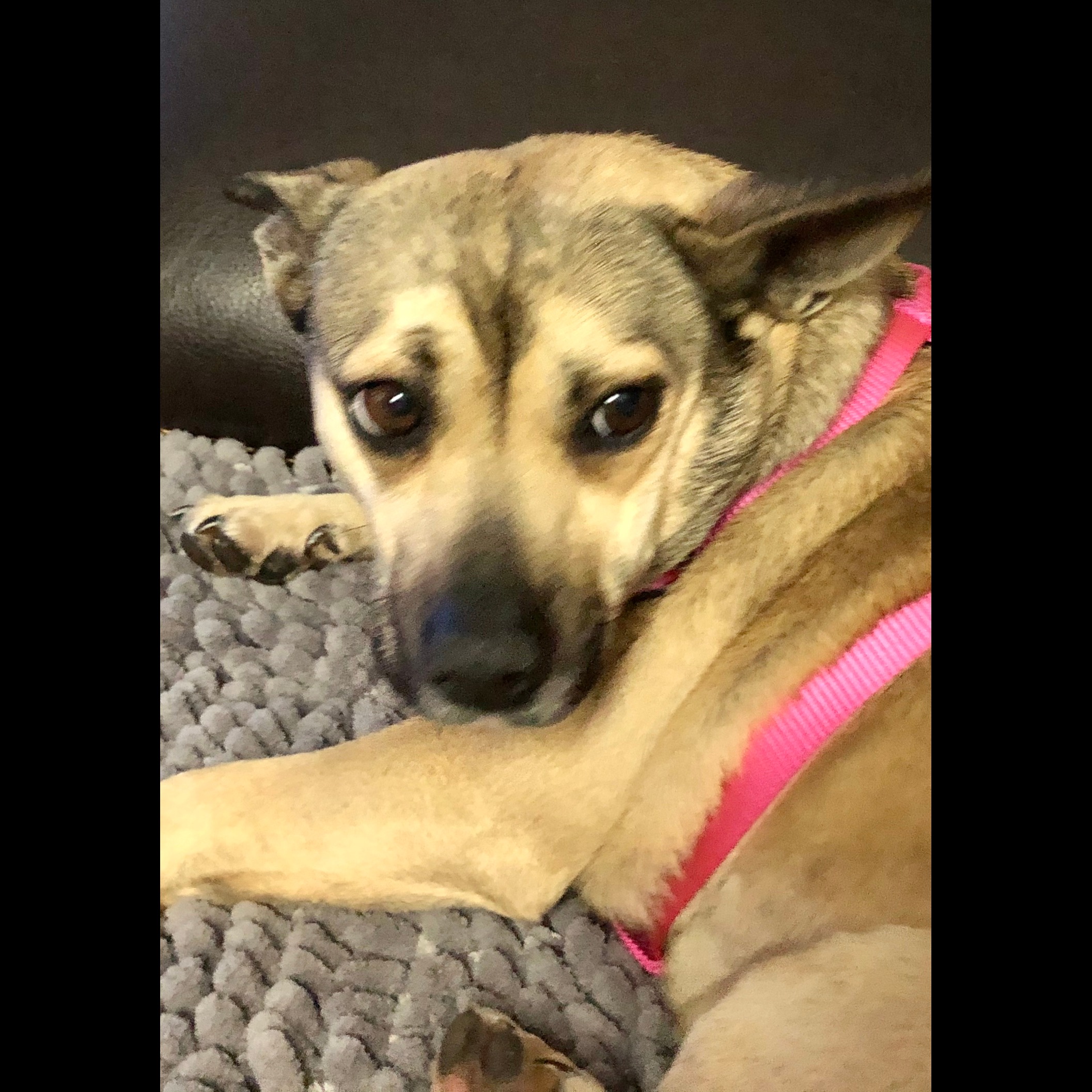 Photo 7 from Partners-4-Paws