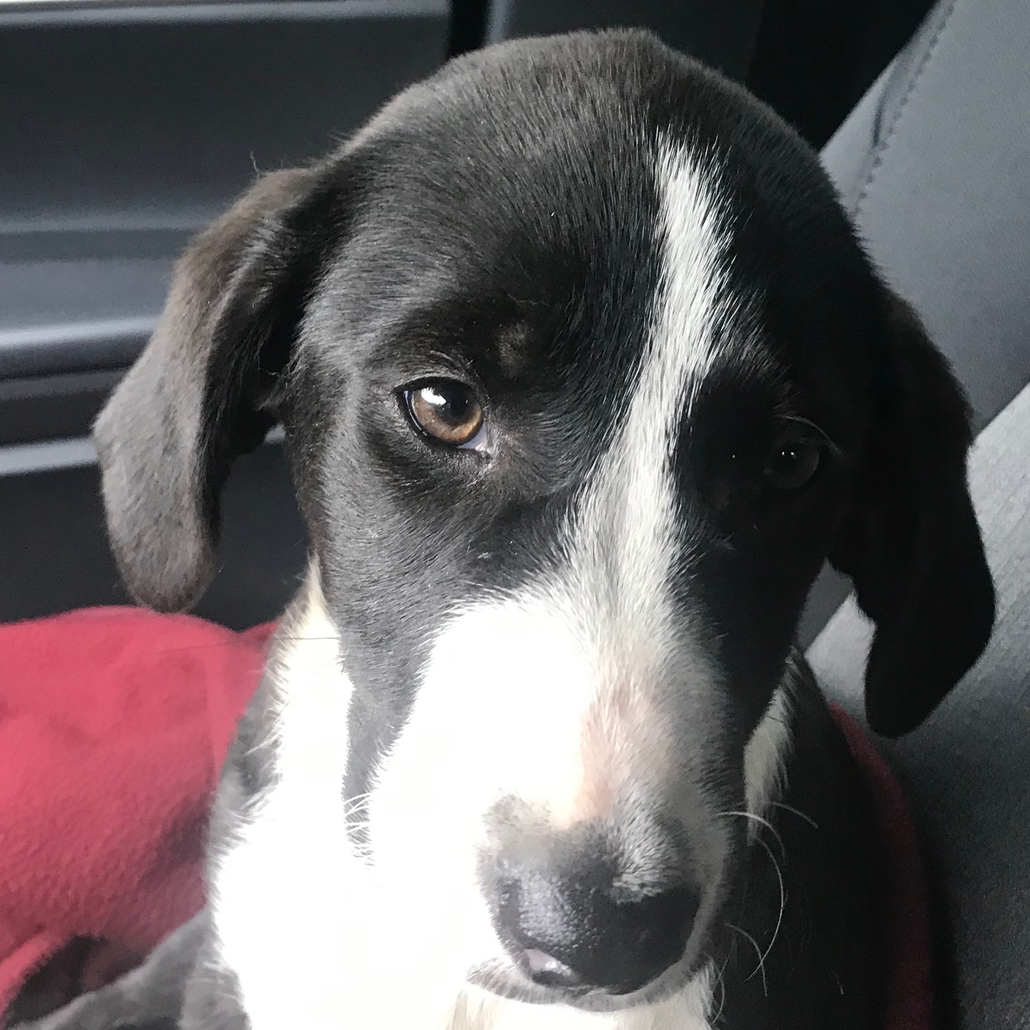 Photo 8 from Partners-4-Paws