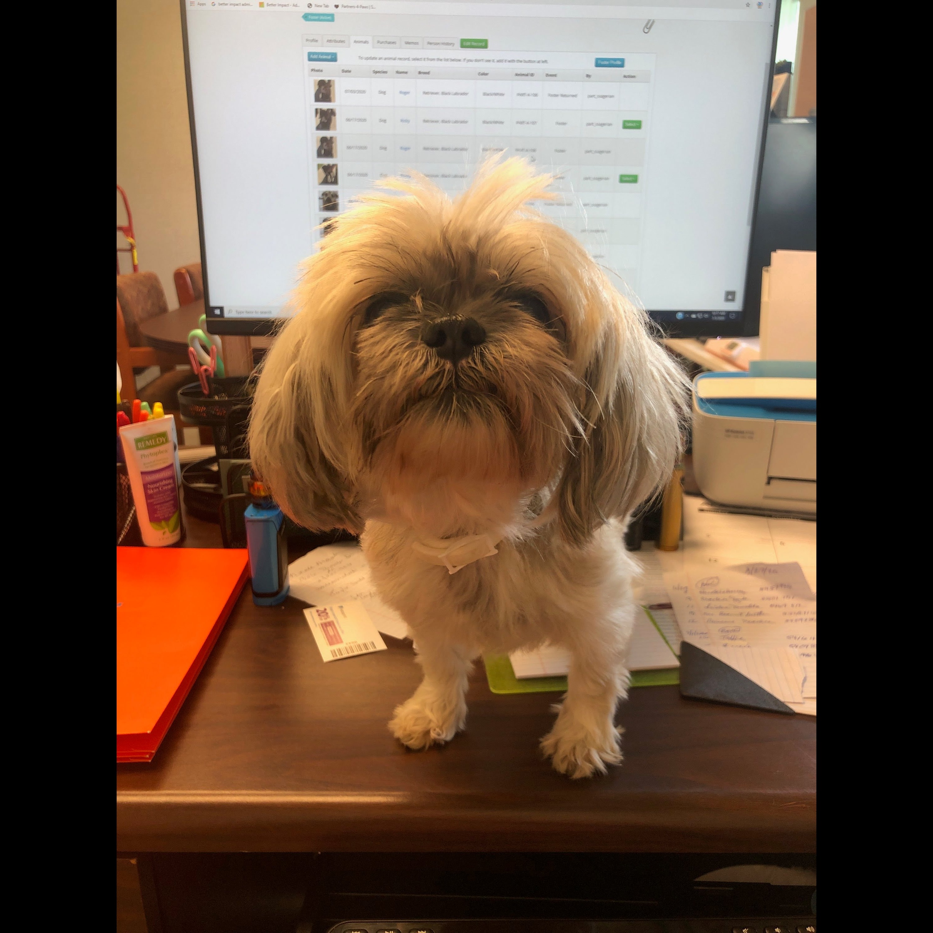 Photo 9 from Partners-4-Paws