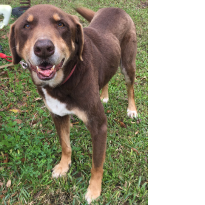 Photo 10 from Partners-4-Paws