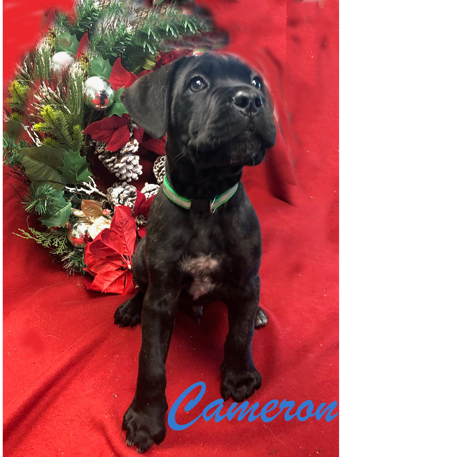 Photo 11 from Partners-4-Paws