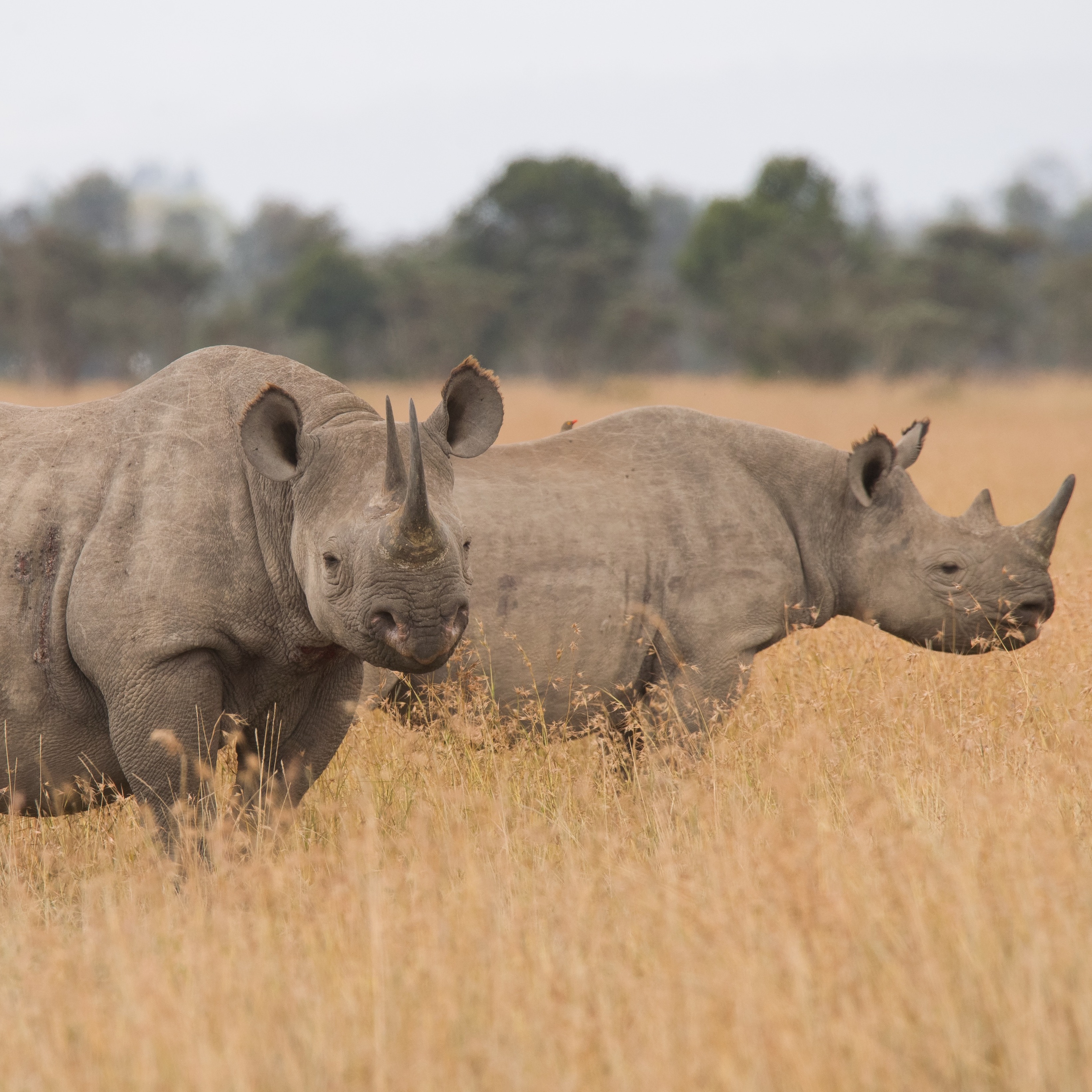 Photo 1 from Helping Rhinos