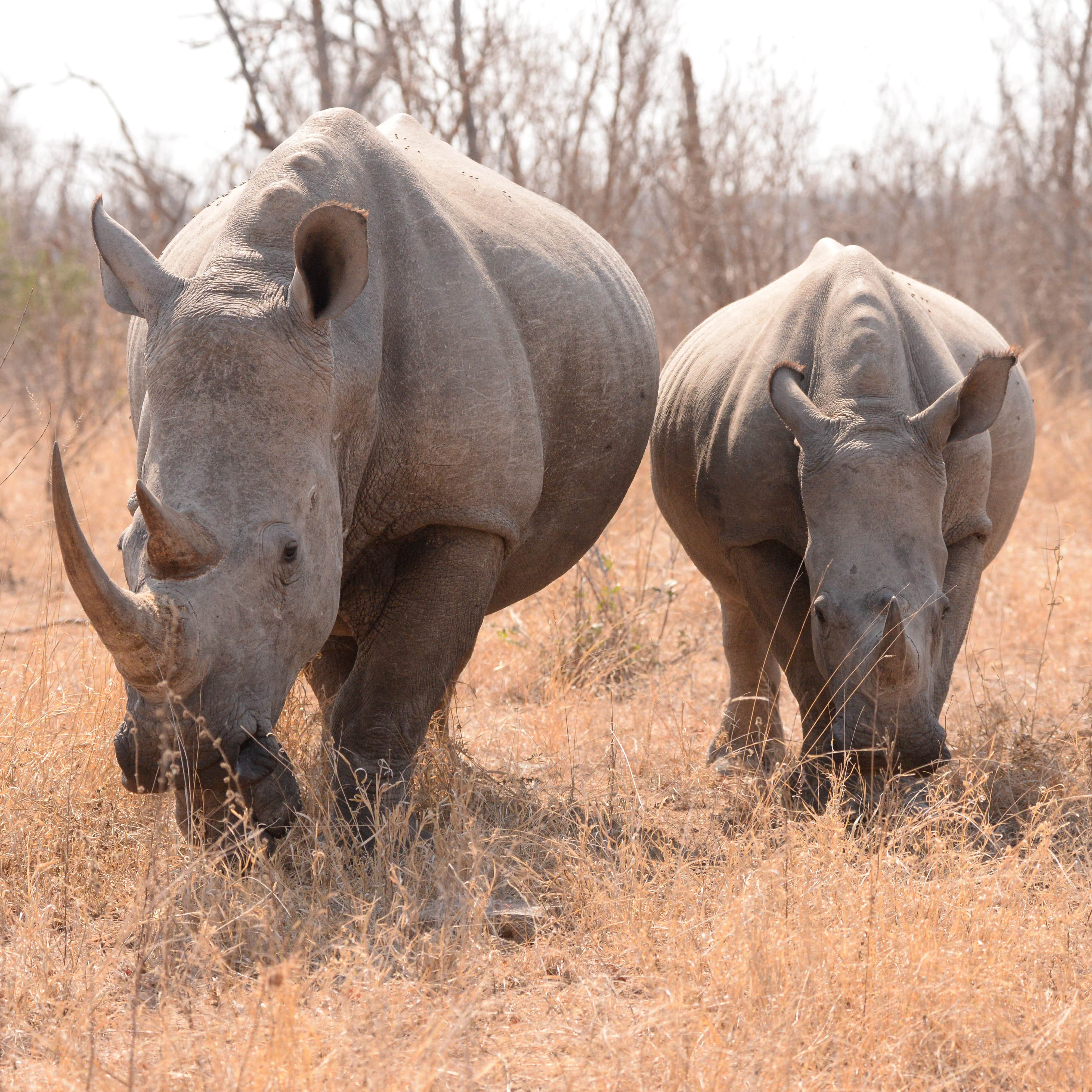 Photo 5 from Helping Rhinos