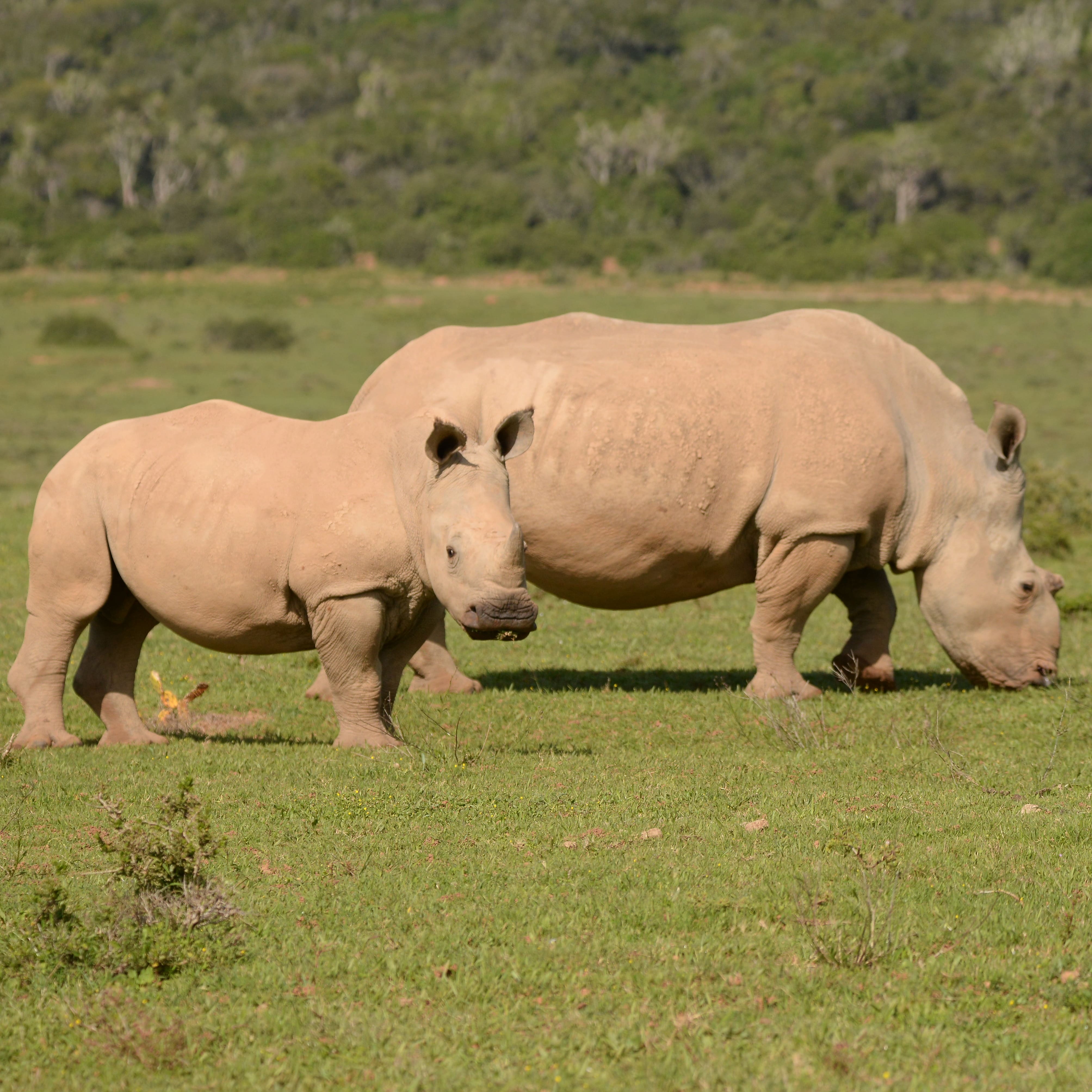 Photo 6 from Helping Rhinos