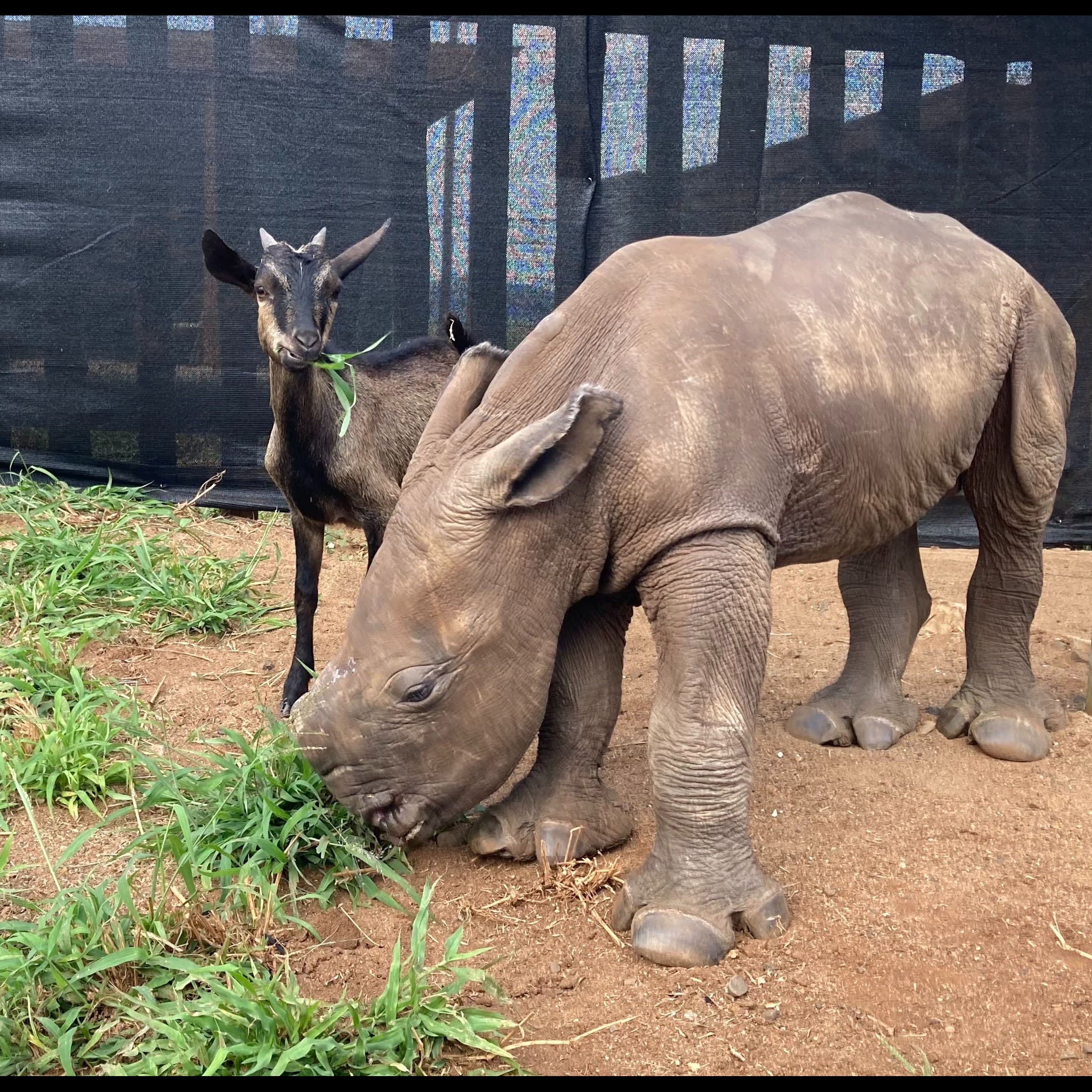 Photo 7 from Helping Rhinos