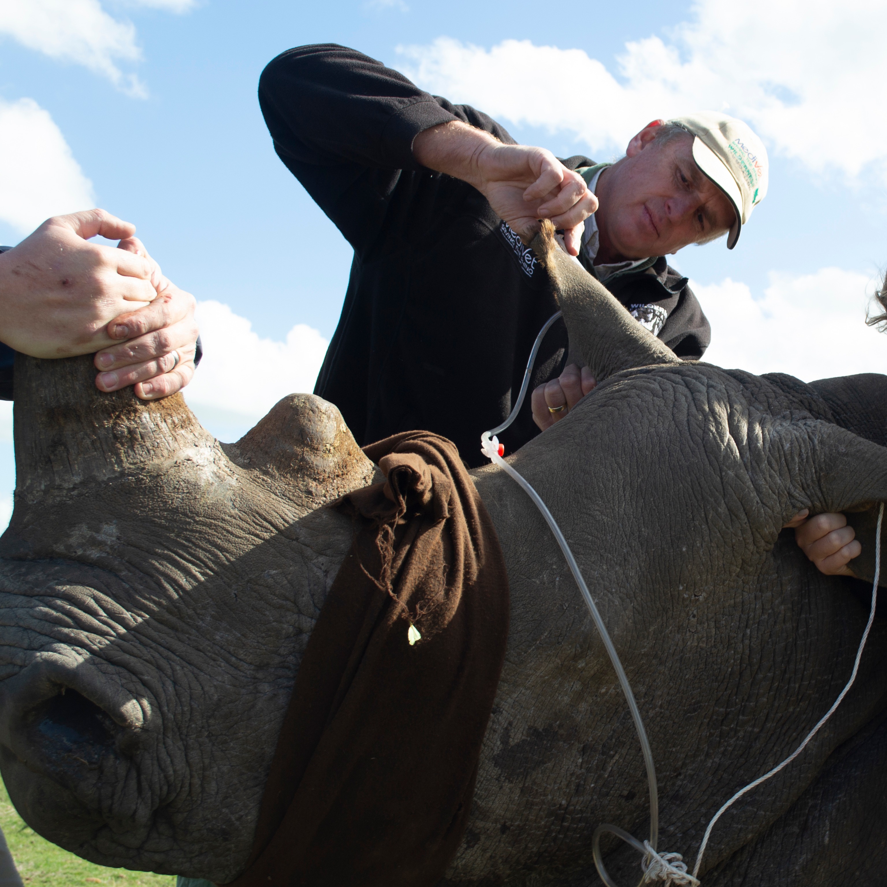 Photo 8 from Helping Rhinos