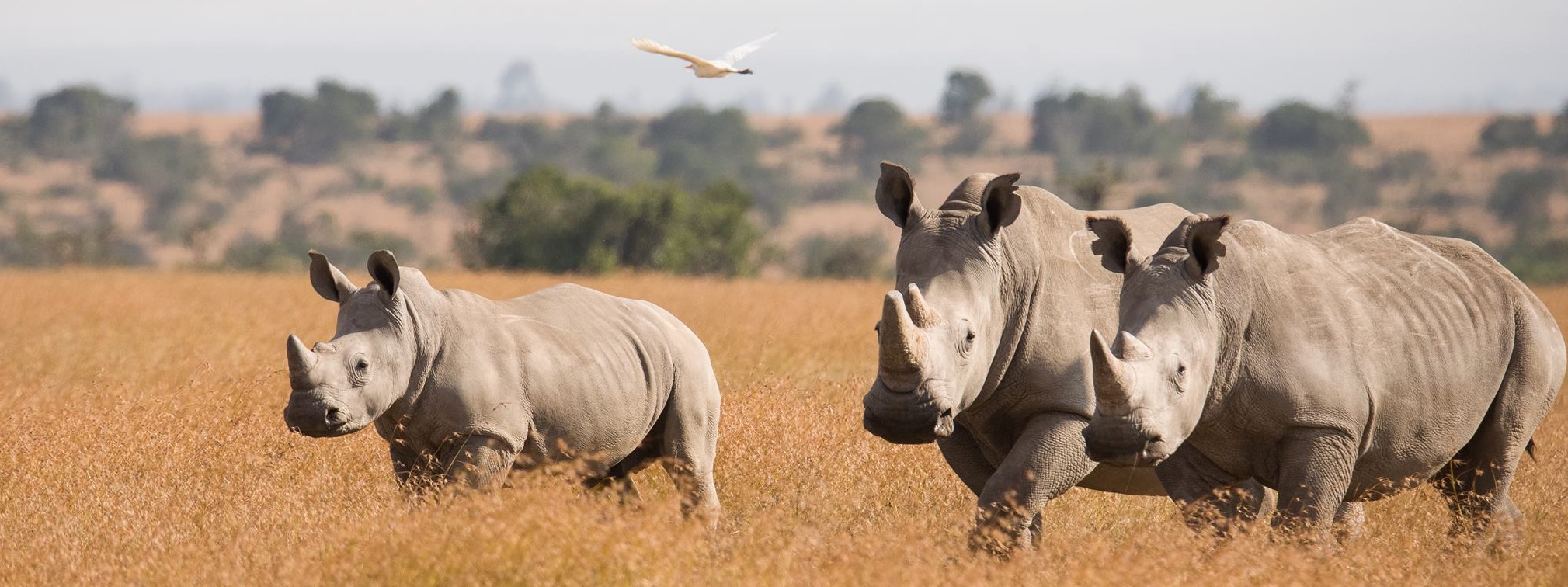 Helping Rhinos