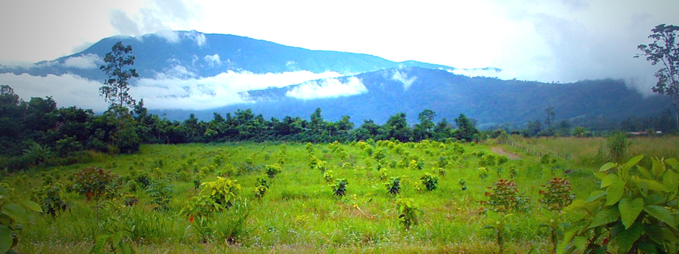 Reforest the Tropics