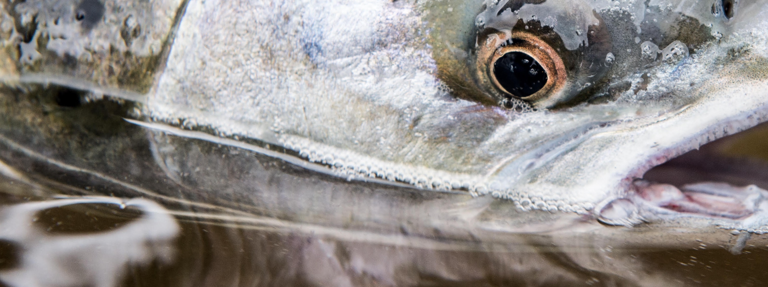 North Atlantic Salmon Fund cover