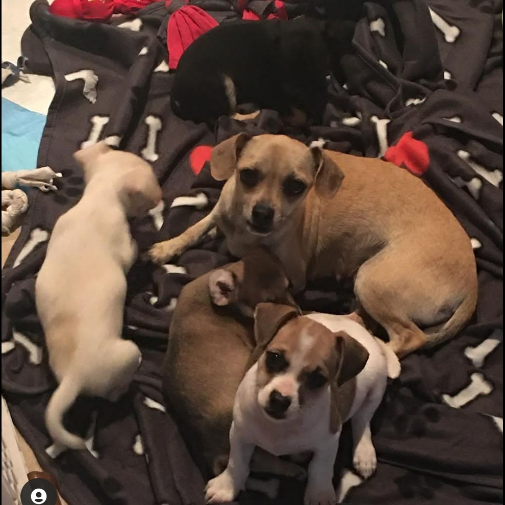 Photo 1 from MUTT MATCH LA