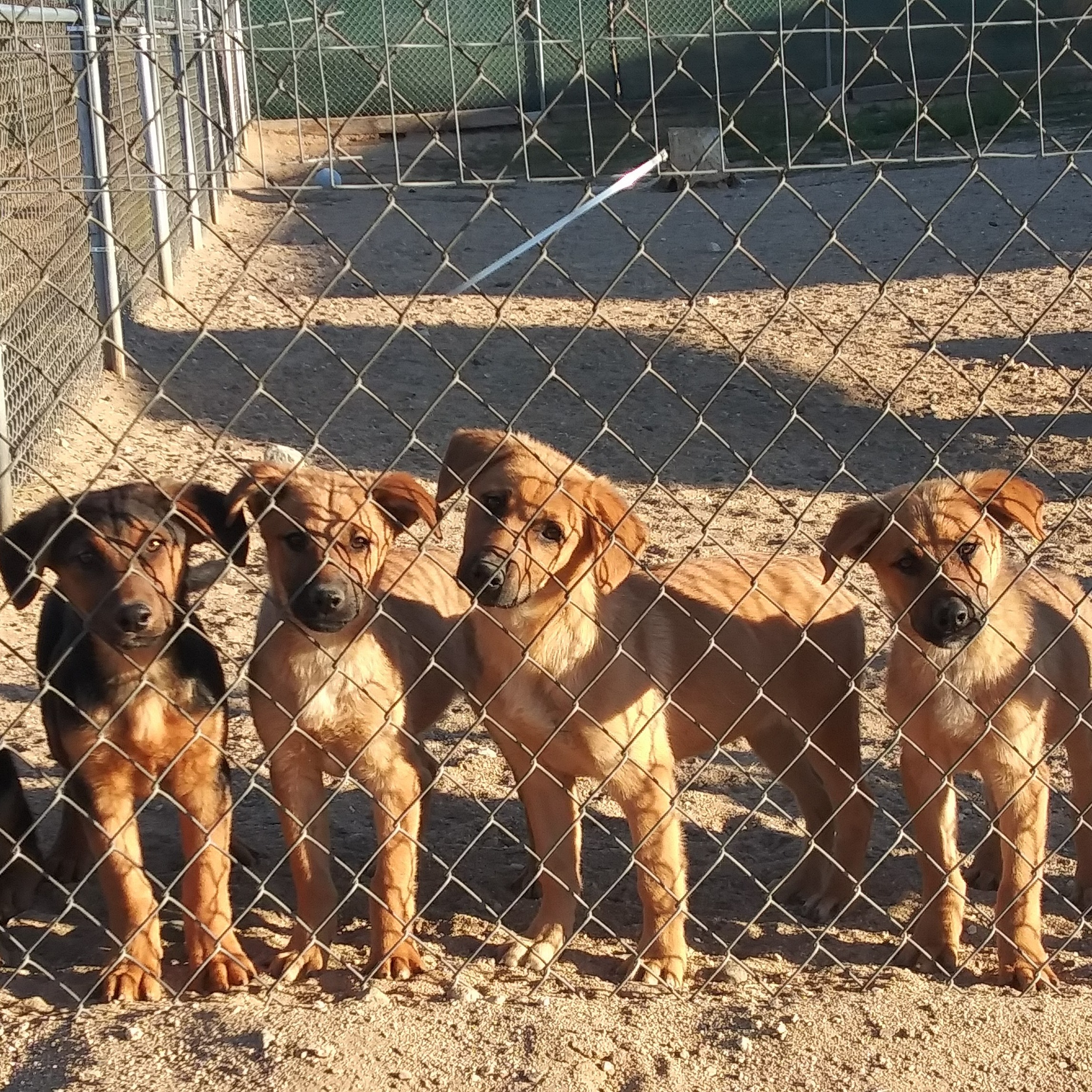 Photo 2 from MUTT MATCH LA