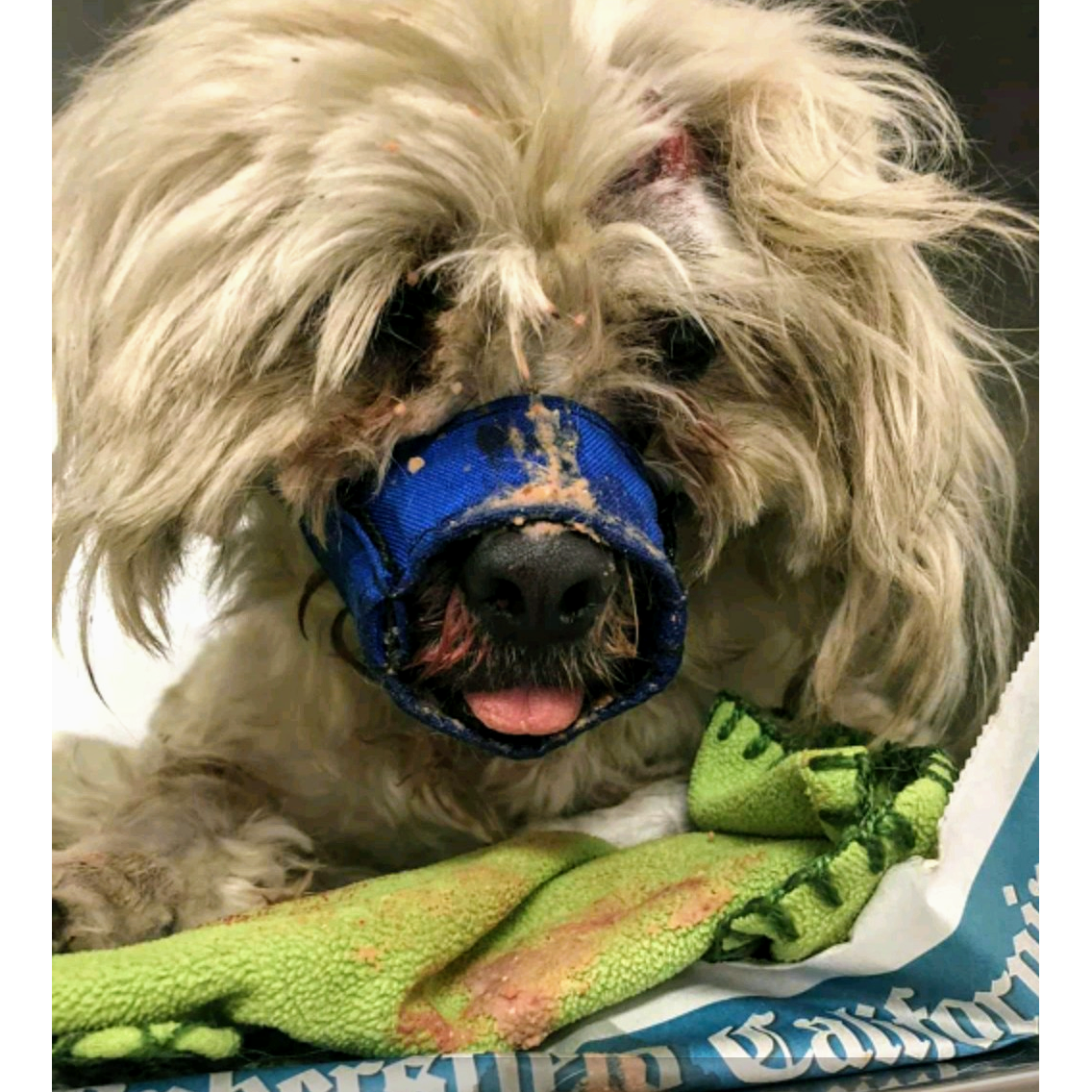 Photo 3 from MUTT MATCH LA