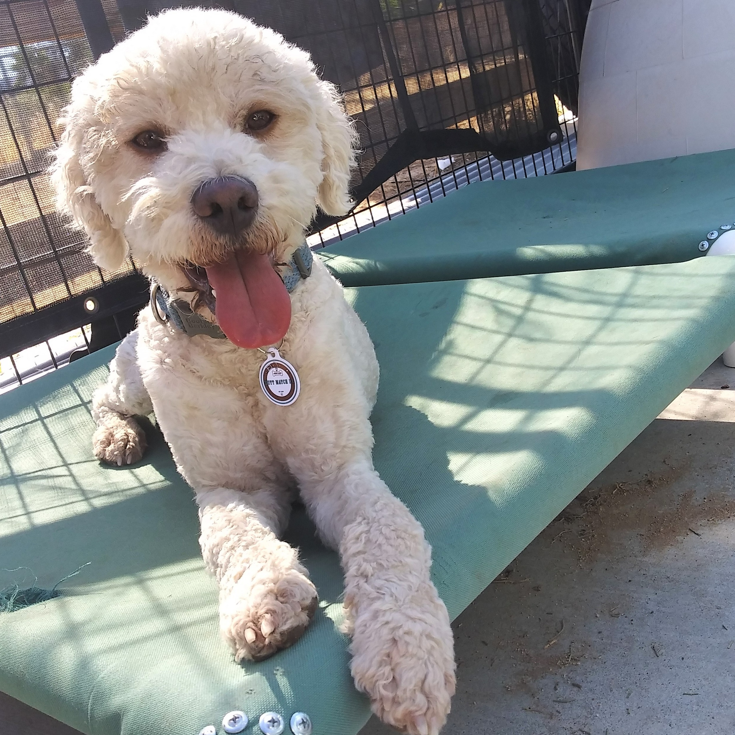 Photo 4 from MUTT MATCH LA