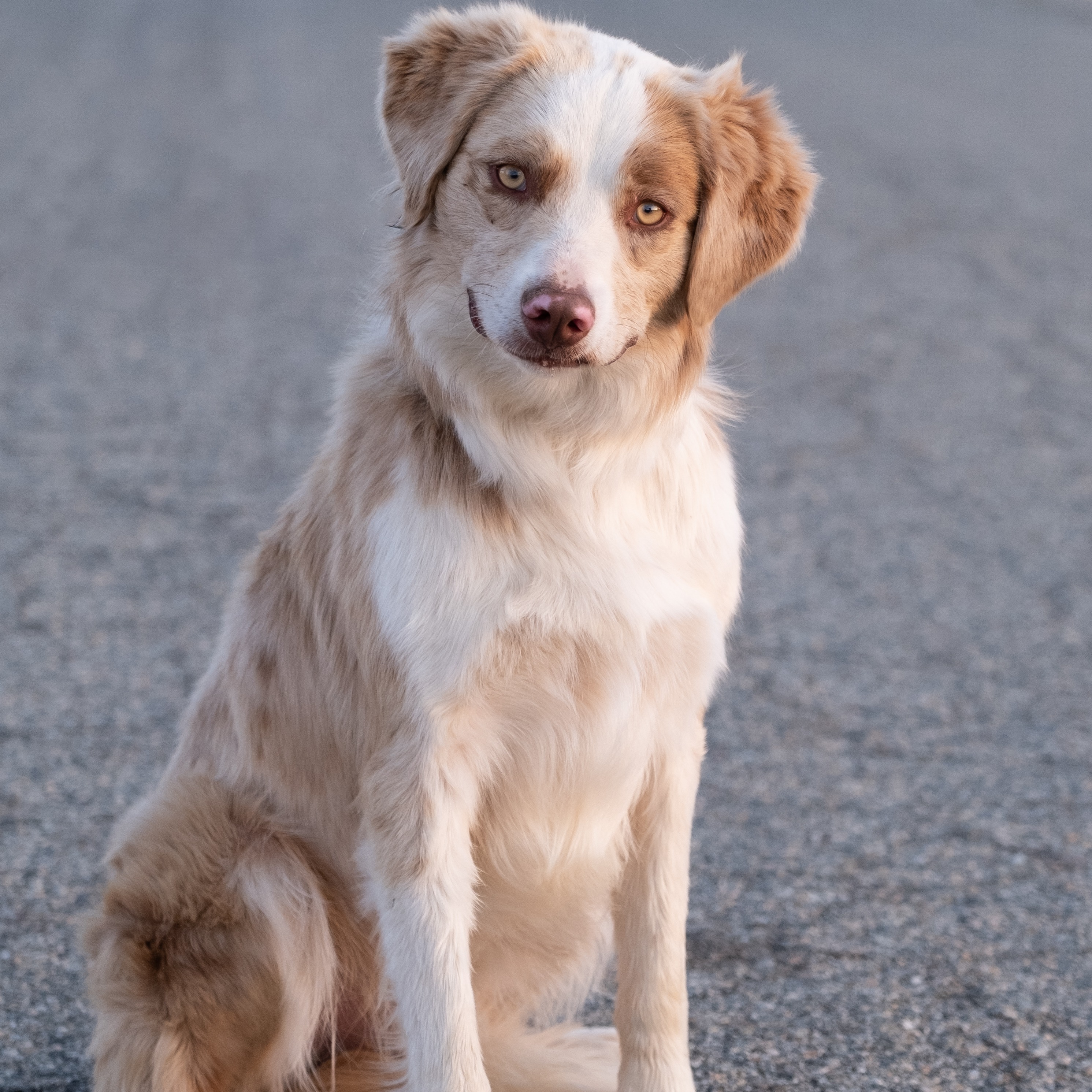 Photo 5 from MUTT MATCH LA