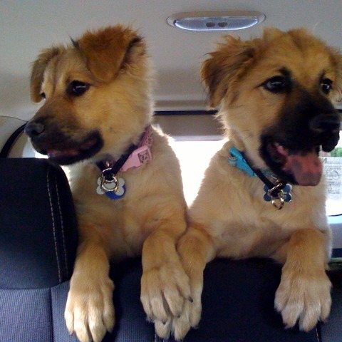 Photo 6 from MUTT MATCH LA