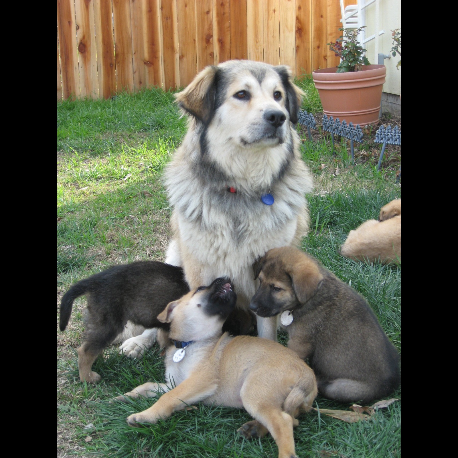 Photo 7 from MUTT MATCH LA