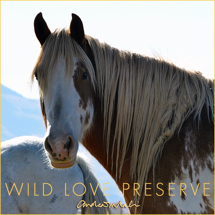 Photo 2 from WILD LOVE PRESERVE