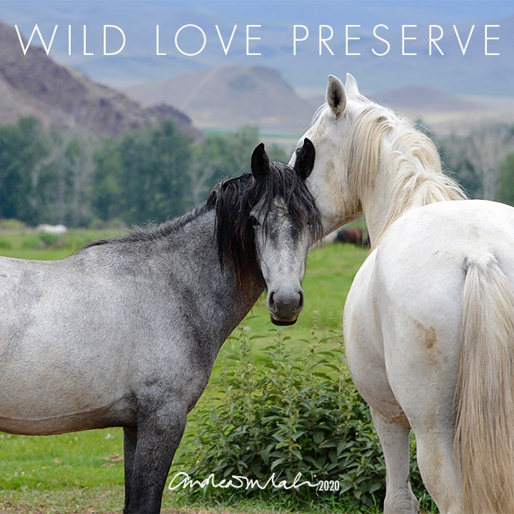 Photo 3 from WILD LOVE PRESERVE