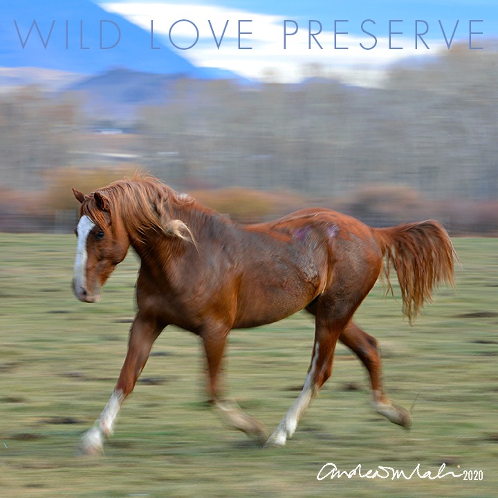 Photo 4 from WILD LOVE PRESERVE