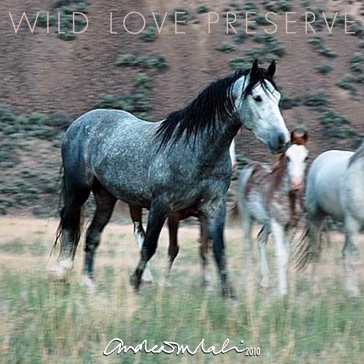 Photo 5 from WILD LOVE PRESERVE