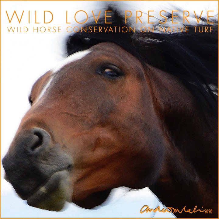 Photo 6 from WILD LOVE PRESERVE