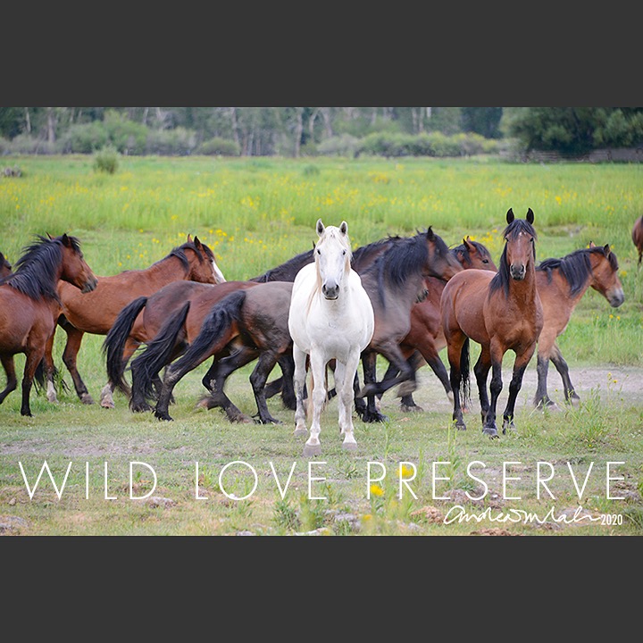 Photo 8 from WILD LOVE PRESERVE