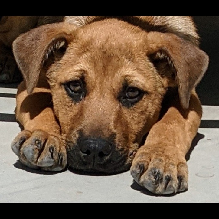 Photo 1 from Pawsitive Difference