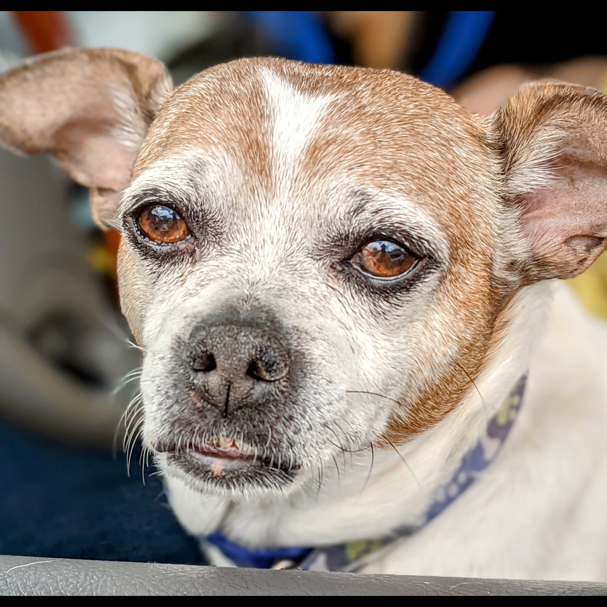 Photo 2 from Pawsitive Difference