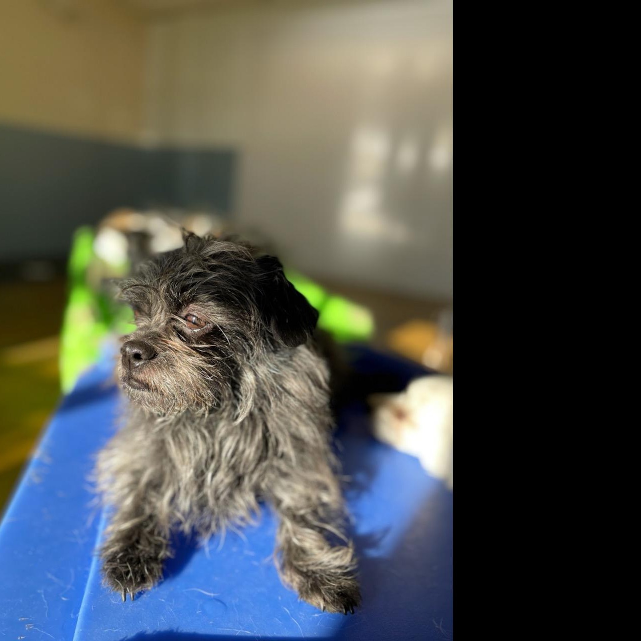 Photo 3 from Pawsitive Difference