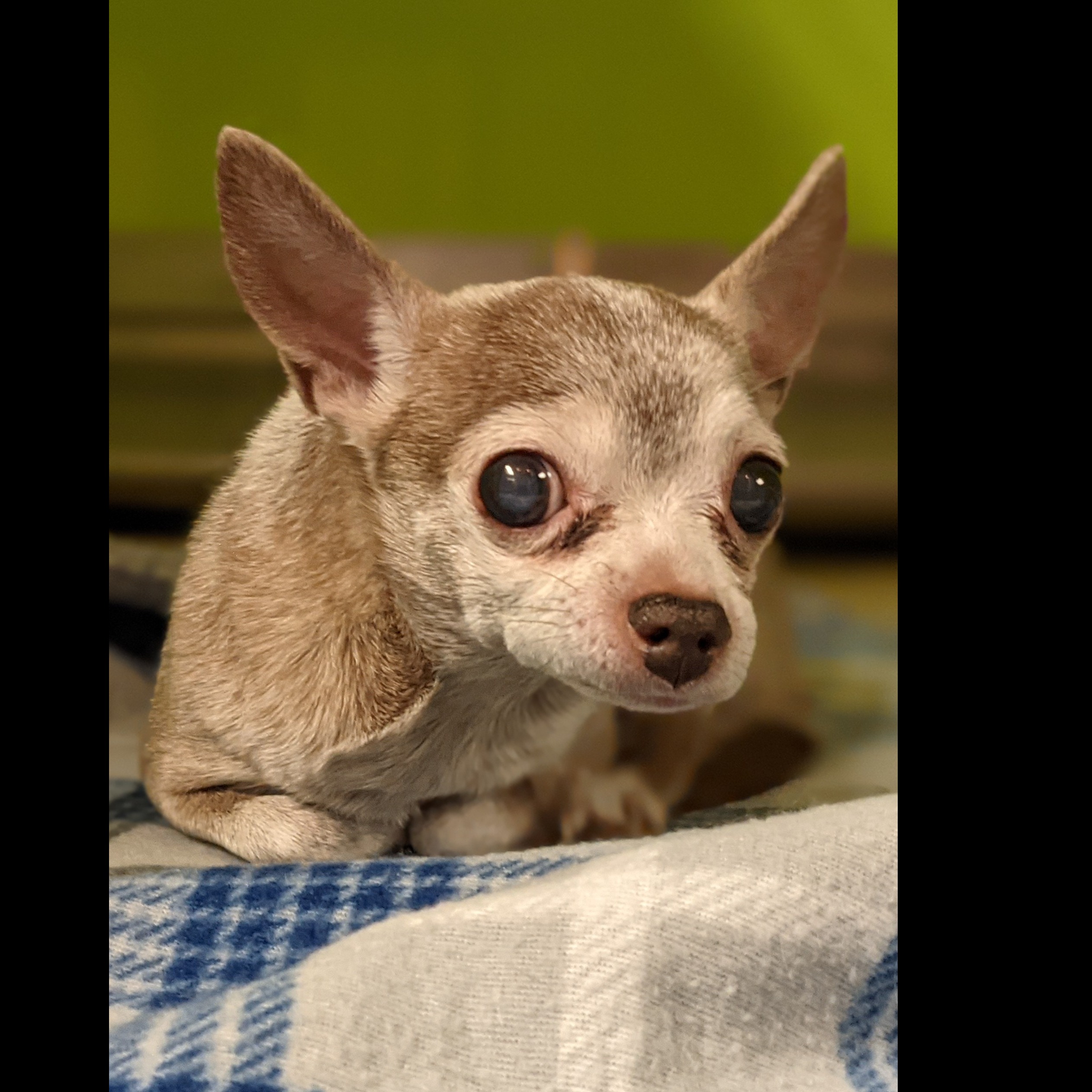 Photo 4 from Pawsitive Difference