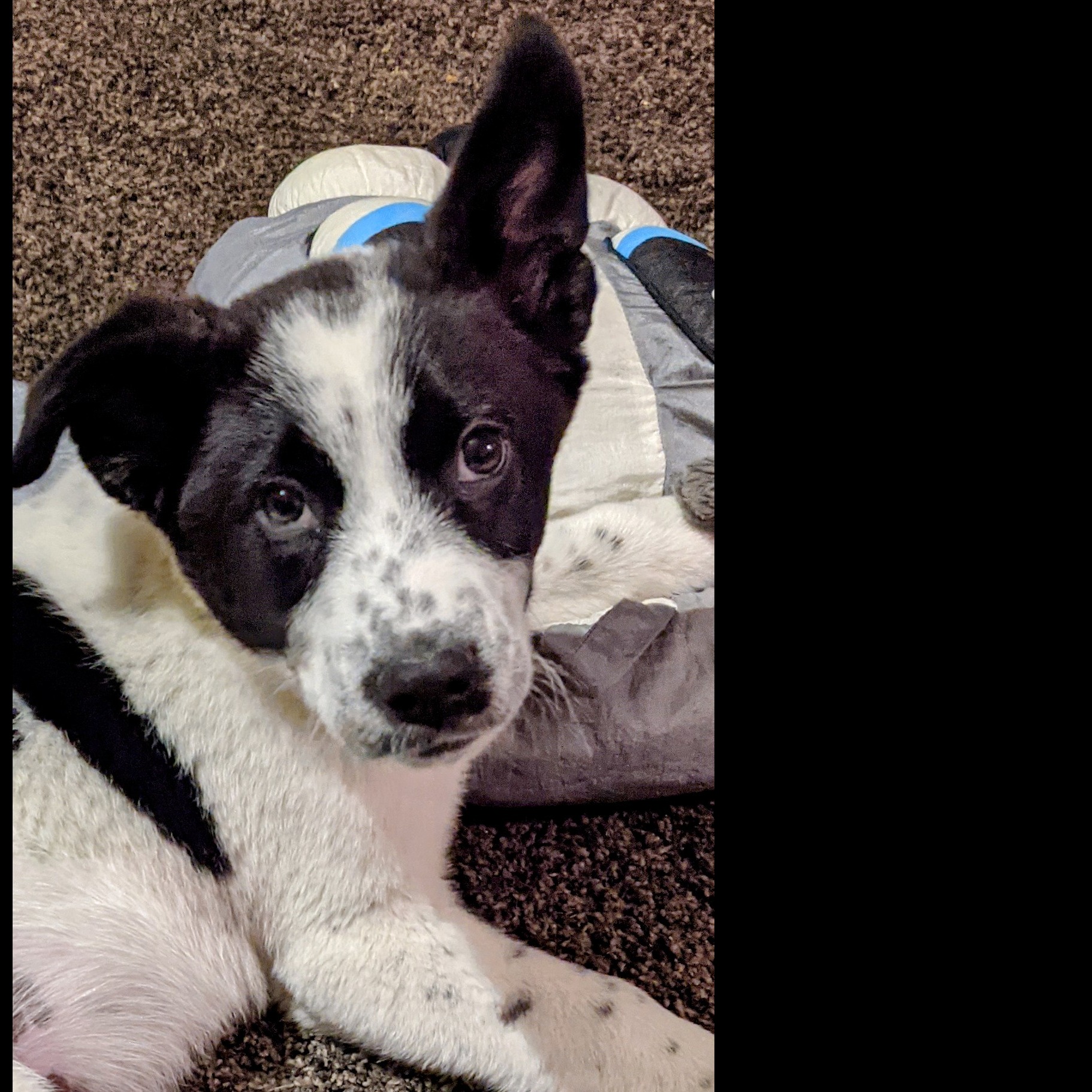 Photo 7 from Pawsitive Difference