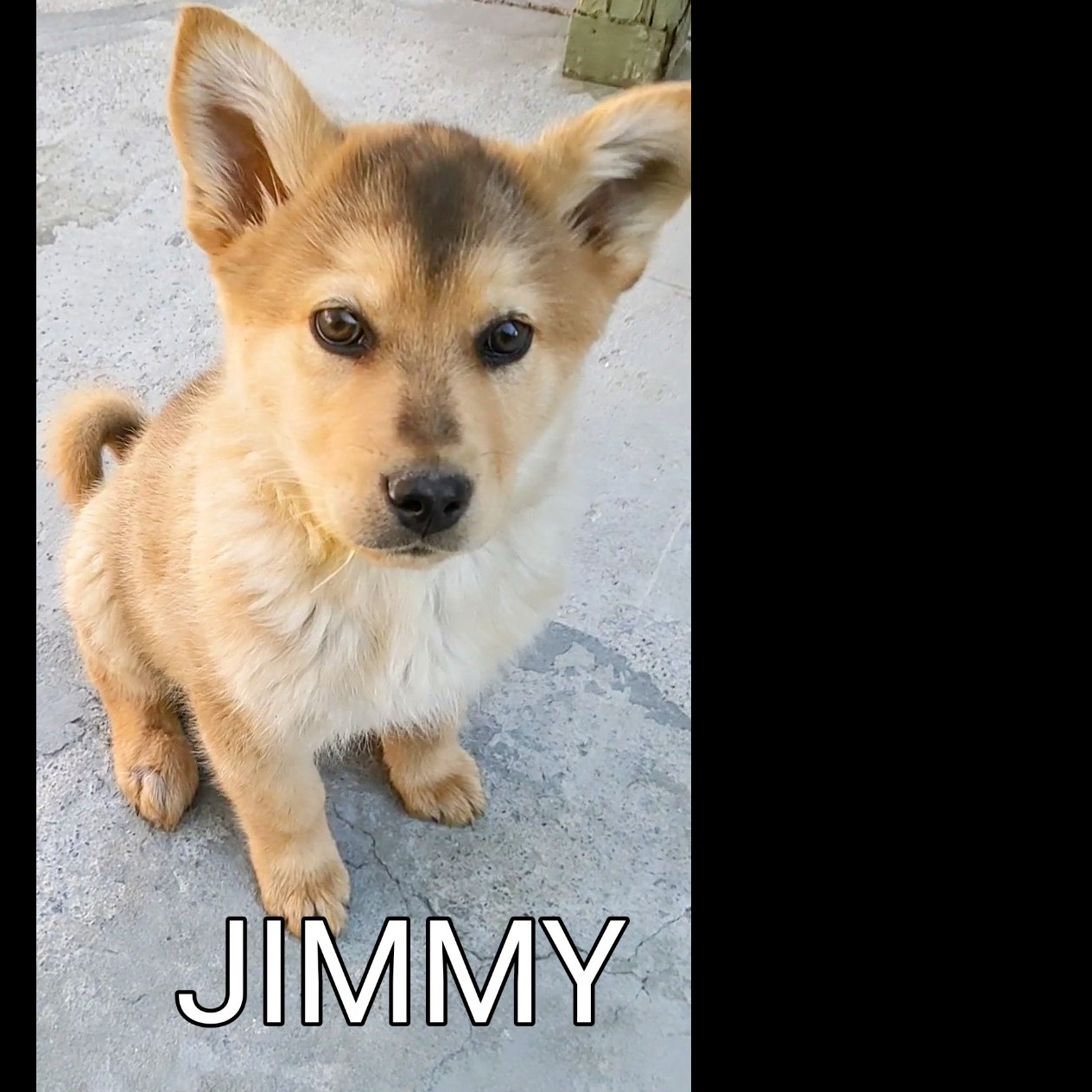 Photo 8 from Pawsitive Difference