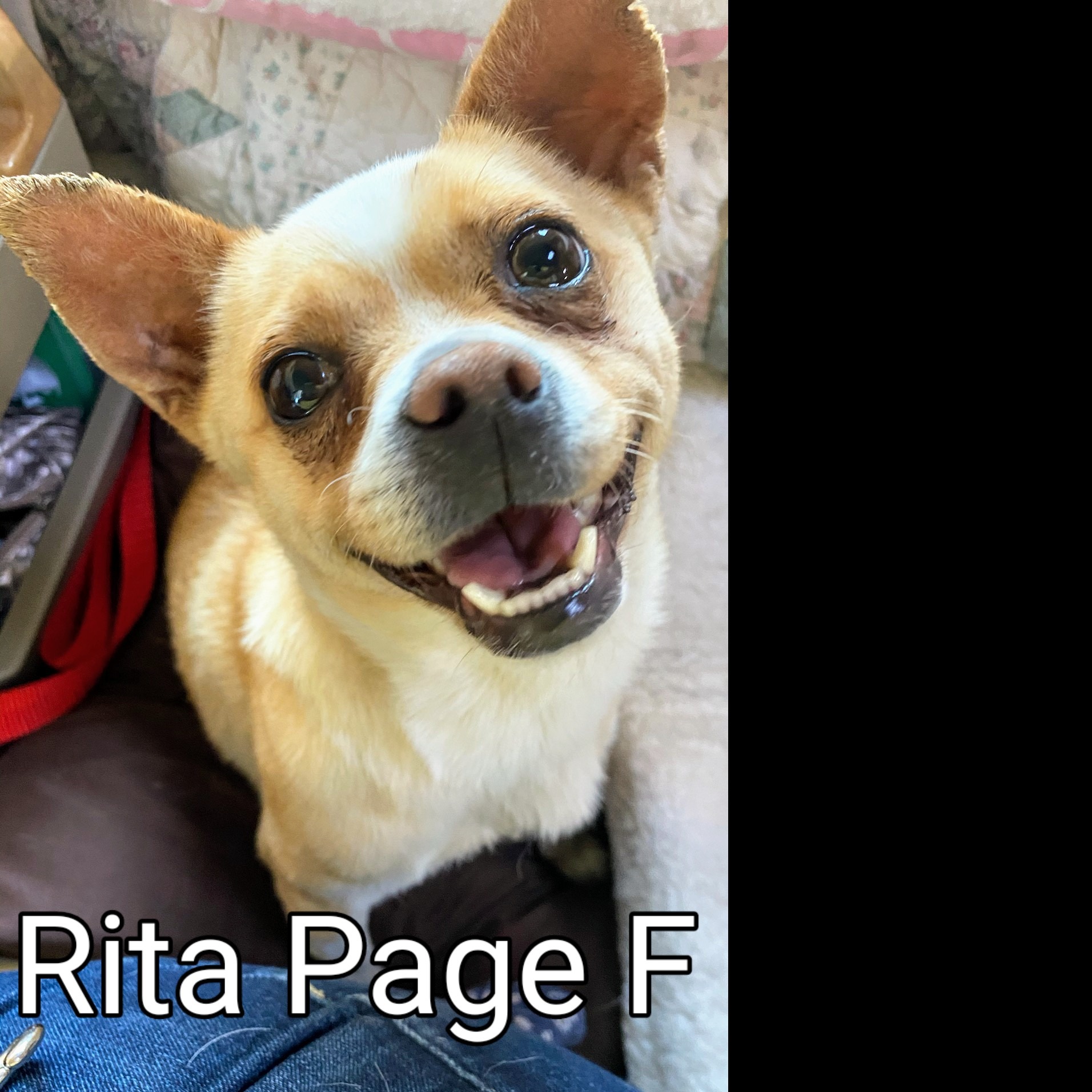 Photo 9 from Pawsitive Difference