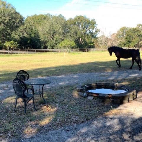 Photo 1 from AMERICAN FOUNDATION FOR ANIMAL RESCUE INC