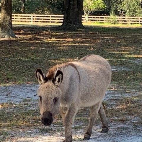 Photo 2 from AMERICAN FOUNDATION FOR ANIMAL RESCUE INC