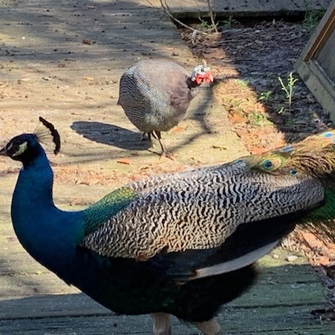 Photo 3 from AMERICAN FOUNDATION FOR ANIMAL RESCUE INC