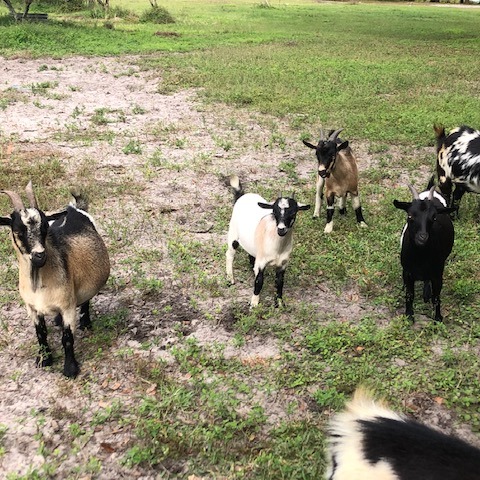 Photo 4 from AMERICAN FOUNDATION FOR ANIMAL RESCUE INC