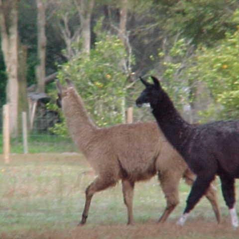 Photo 5 from AMERICAN FOUNDATION FOR ANIMAL RESCUE INC