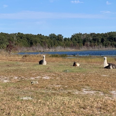 Photo 6 from AMERICAN FOUNDATION FOR ANIMAL RESCUE INC