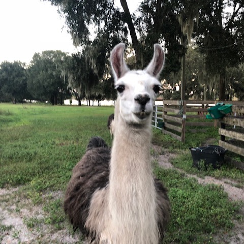 Photo 7 from AMERICAN FOUNDATION FOR ANIMAL RESCUE INC