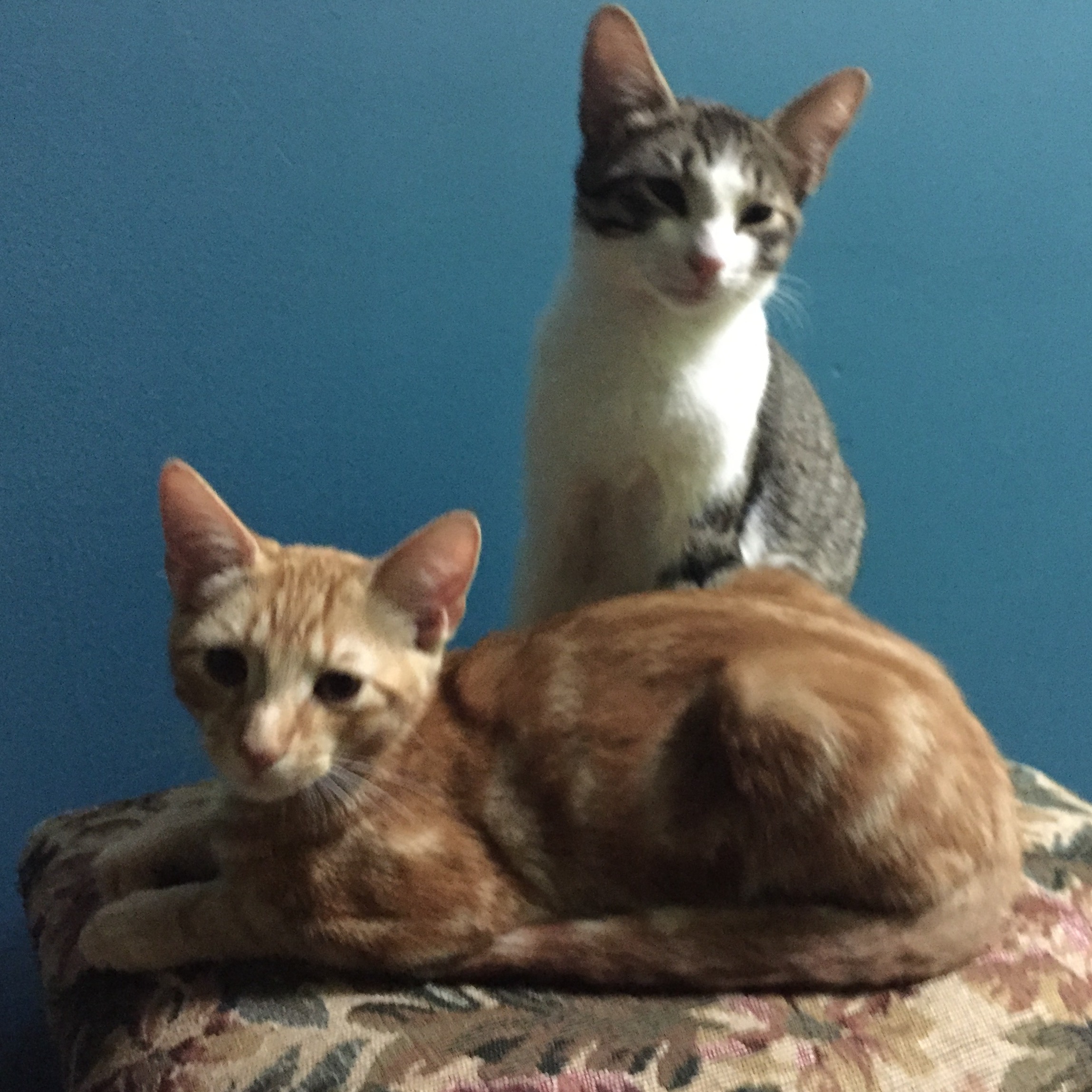 Photo 8 from AMERICAN FOUNDATION FOR ANIMAL RESCUE INC