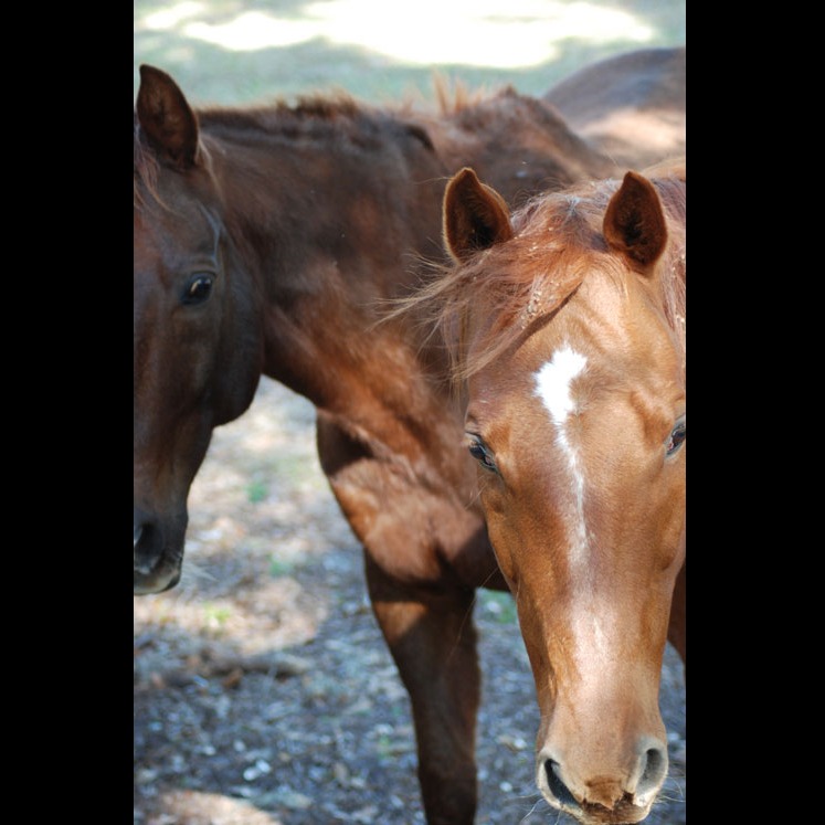 Photo 9 from AMERICAN FOUNDATION FOR ANIMAL RESCUE INC