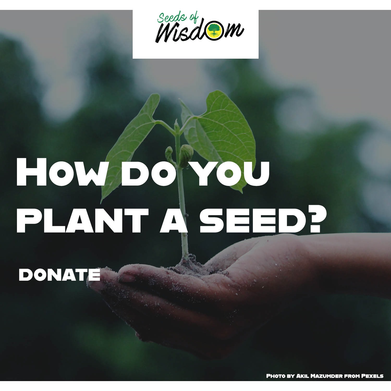 Photo 3 from Seeds of Wisdom, Inc.