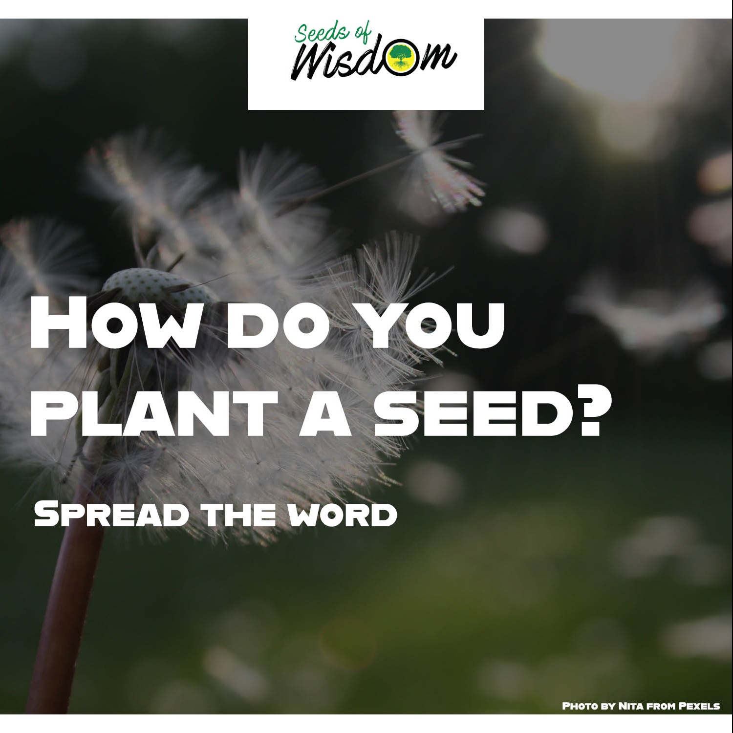 Photo 1 from Seeds of Wisdom, Inc.