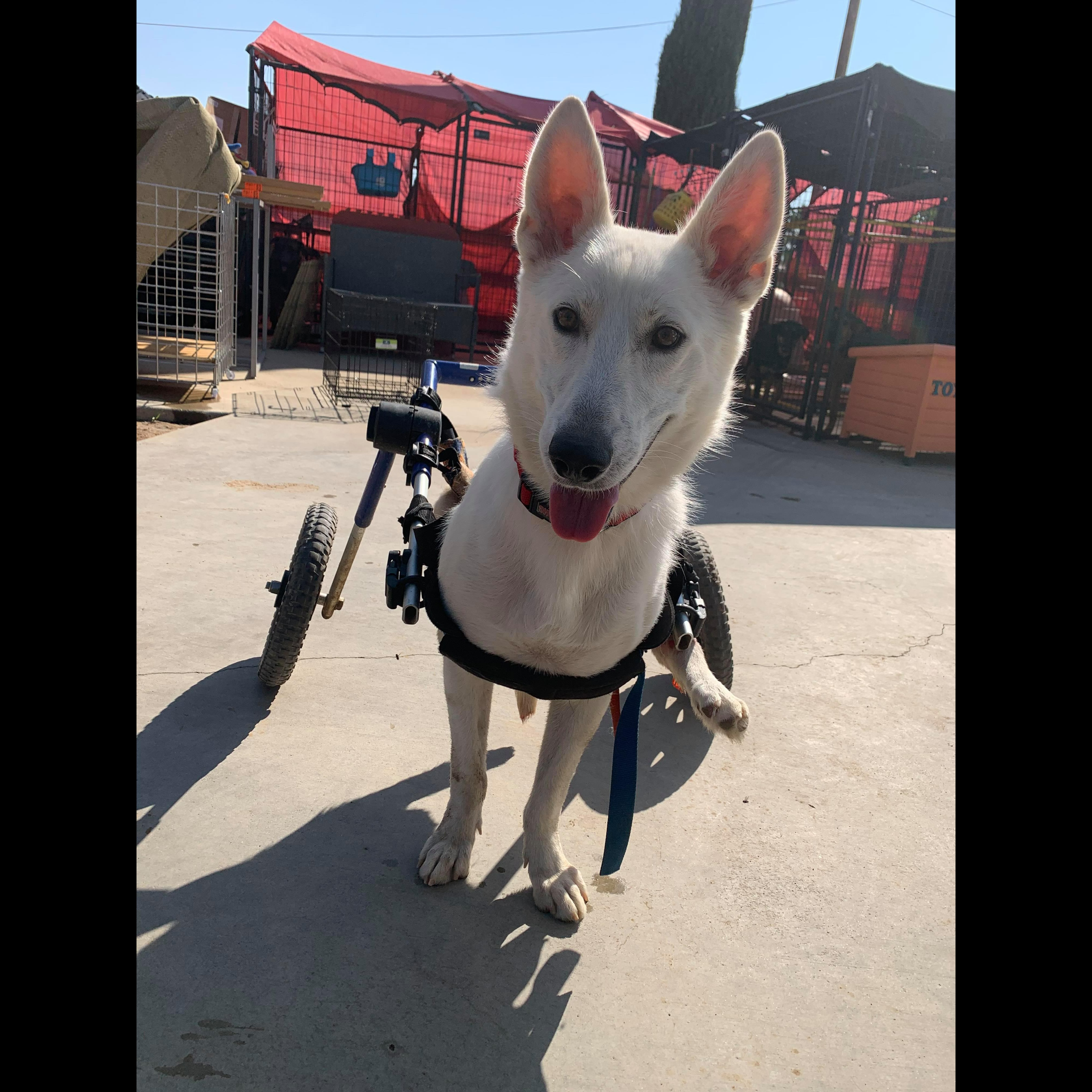 Photo 8 from MUTT MATCH LA