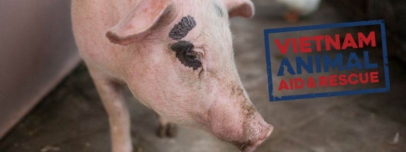 Vietnam Animal Aid and Rescue - US
