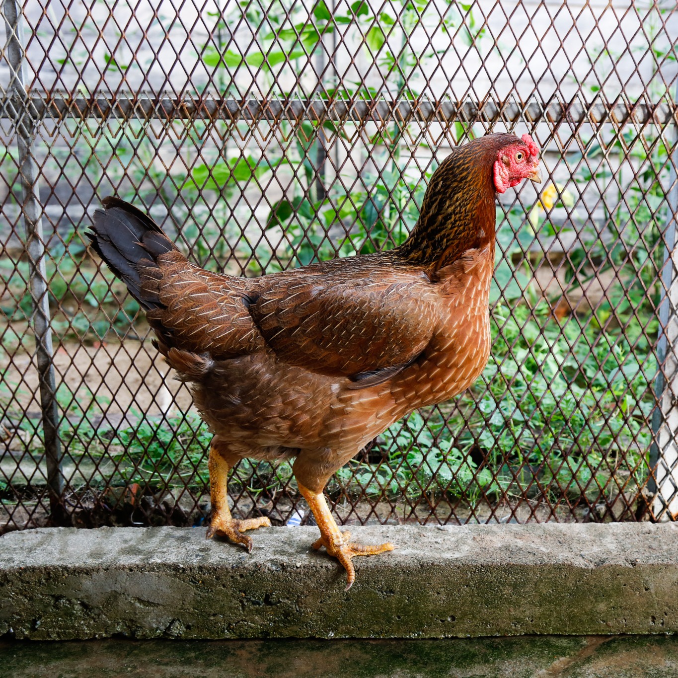 Photo 2 from Vietnam Animal Aid and Rescue - US