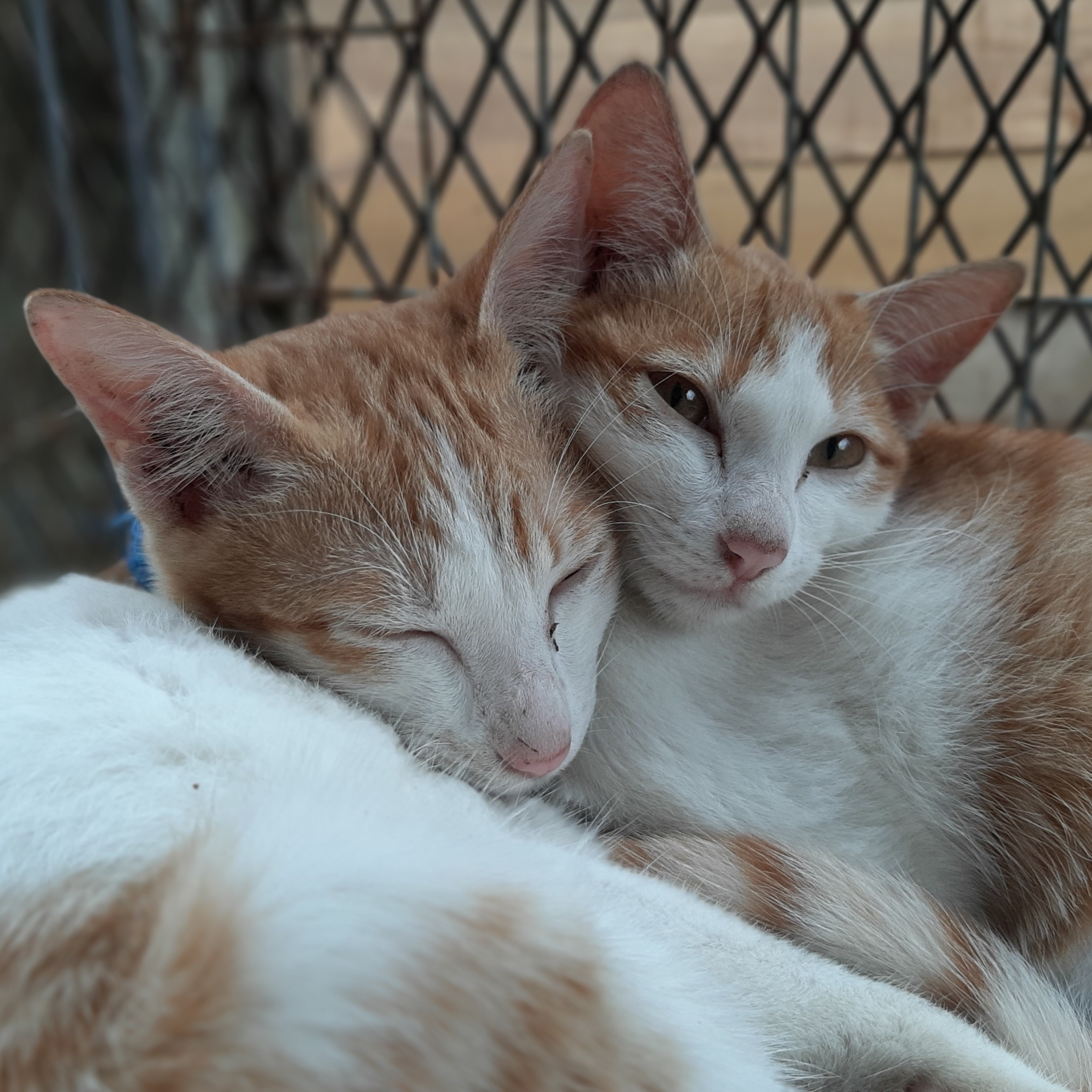 Photo 3 from Vietnam Animal Aid and Rescue - US