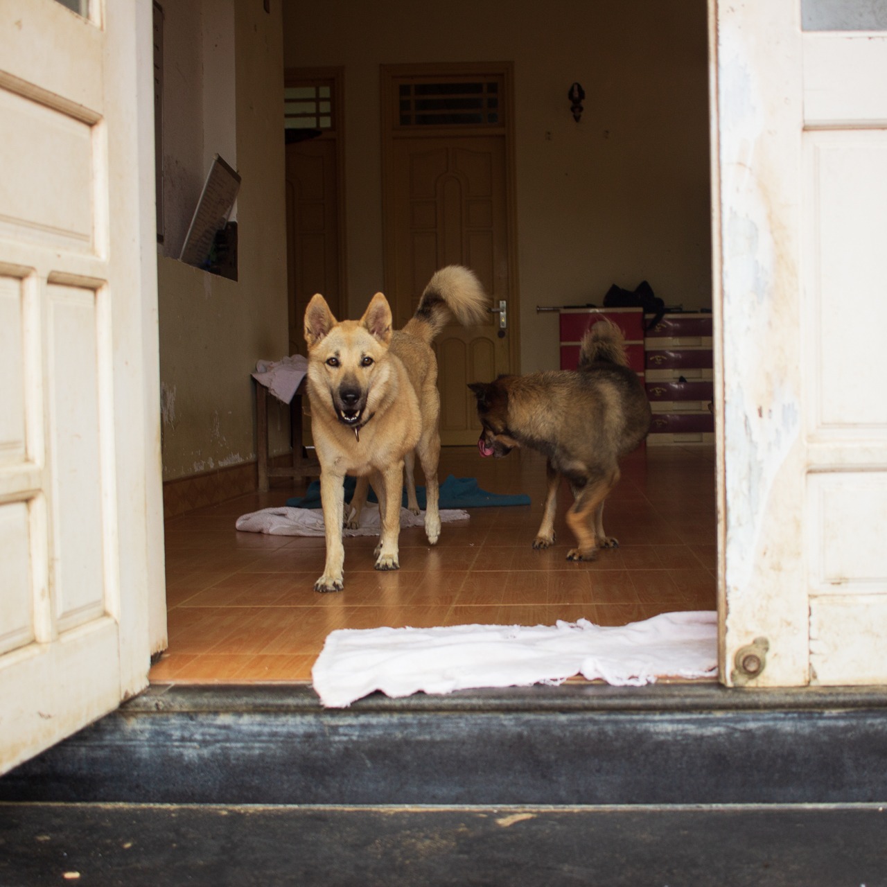 Photo 4 from Vietnam Animal Aid and Rescue - US